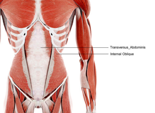 Muscles Making Up Core Core Strength Exercises You Should Do Every Day to Build Strength ...
